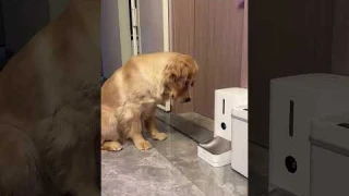 Ever since we got the auto dog feeder, he's been glued to it!