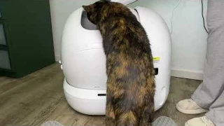 I Tried the PuraMax 2 Self-Cleaning Litter Box—Is It Worth It?