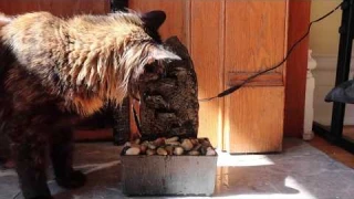 Motion Sense Cat Water Fountain