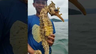 Giant Seahorse Caught on Camera! 🐉🌊