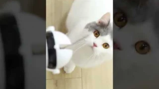 Funny Electric Cat Toy Lifting Ball Cats