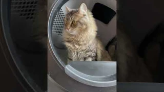 Is Litter-Robot 4 worth it? #LitterRobotReview