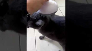 LATME Electric Scalp Massager.