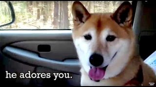 Want Good Advice...Love Your Dog