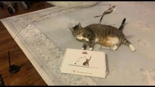 Minnie reviews the Whiskertons Interactive Cat Toy!