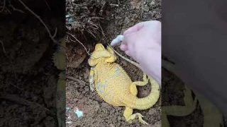 Goodbye! My Bearded Dragon. #reptiles #beardeddragon #iguana #lizardskinpeeling #pets