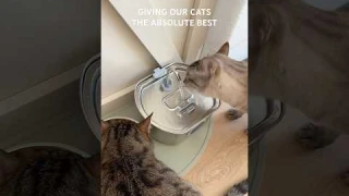 Cat water fountain upgrade🐱 linked in bio on Amazon! #catwaterbowl #catwaterfountain #amazongadgets