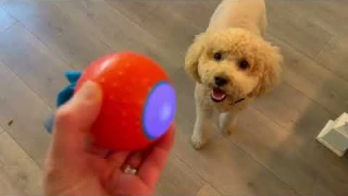 Pubialo Interactive Dog Ball Toys Electric Automatic Moving Dog Toys Review