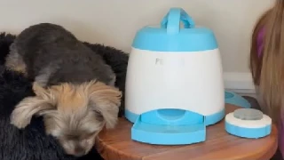 PETGEEK Automatic Dog Feeder Toy, Interactive Dog Puzzle Toys Treat Dispensing Review