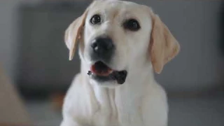 It's more than a pet camera