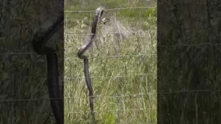 Snake gets a taste of electric #snake #electric #shock #shorts #shorts2023 #crazy #lol