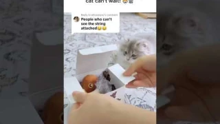 🚀 Watch Your Cat Go Wild with the Flapping Bird Toy! ✨🐱🦜💨#CatLover #PetToy