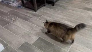Review of Interactive Mouse Cat Toys Automatic Moving