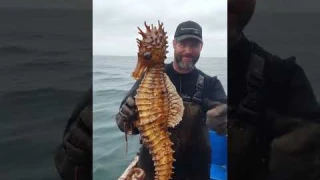 Giant Seahorse Caught on Camera! 🐉🌊 #seahorse #giantseahorse #marinelife