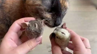 OurPets Play N Squeak Twice the Mice Cat Toy Review