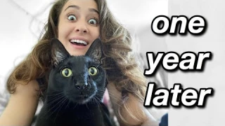 IS IT WORTH IT?: Tried the one fast cat wheel for a full year