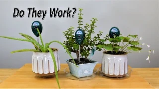Plant Moistures Sensors Tests and Secrets to Success