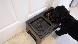 KungFuPet Elevated Dog Bowls Review | 2-in-1 Raised Slow Feeder Stand with Anti Spill Water Bowl