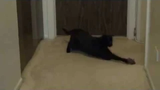 Awesome Mouse Toy For Cats That Squeaks!