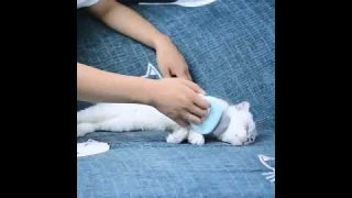 Pet Massage Brush Shell Shaped Handle Pet Grooming Massage Tool | Cats & Dogs Accessories