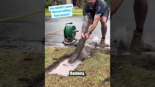 These GIANT Lawn Worms will give you nightmares. With @theunblockersaus