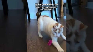 The Best Cat Toys | The Pack