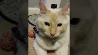 Amazon Review of Them Dokoo Automatic Cat Feeder