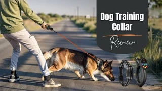 How to Train Your Dog with the Dokoo Dog Training Collar | Review