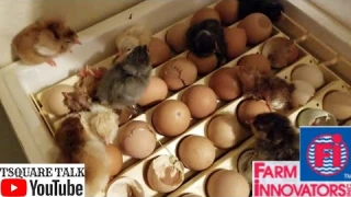 Ohh 🐣🐤🐥 FARM INNOVATORS 4250 BEST DECISION EVER PAYING OFF. BEST INCUBATOR ON THE MARKET.