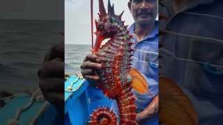 Rare Find: Indian Fisherman Catches a Majestic Red Giant Seahorse!