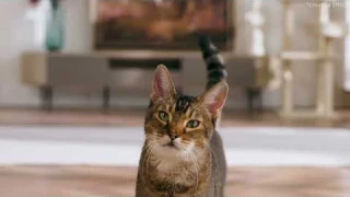 PETKIT YumShare Solo with Camera Smart Pet Feeder