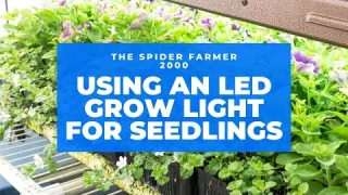 Using an LED Grow light for Seedlings [Final Spider Farmer 2000 review]