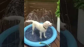 Pet Dog Sprinkler Cooling Mat Swimming Pool Inflatable Water Spray Pad Mat