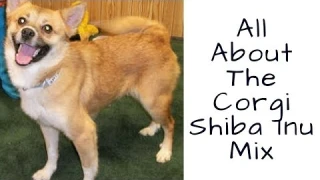 All About The Corgi Shiba Inu Mix: Facts/ Information