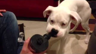 Bailey and the air pump