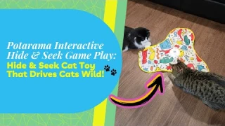 Potaroma Interactive Cat Feather Toy Review 🐾 The Ultimate Hide & Seek Playtime!
