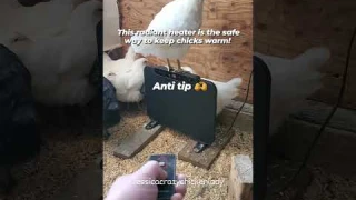 How to keep chickens warm in extremely cold winter? No more frostbite with the best coop heater