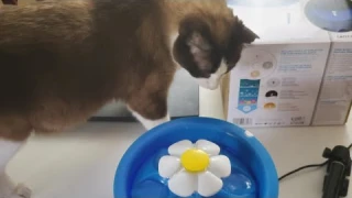 Catit Flower Fountain LED tour and review