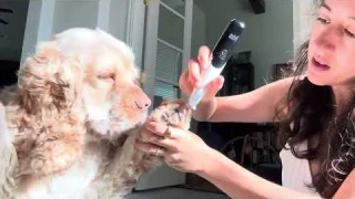 🐾 Quiet & Precise! Dog Paw Trimmer with LED Light | Low Noise, 2-Speed Pet Grooming Clippers