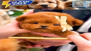 Are These AI Robot Dogs A Scam