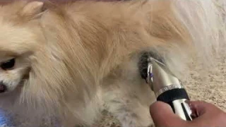 Oneisall Dog Shaver Clippers Low Noise Rechargeable Cordless Electric Quiet Hair Clippers