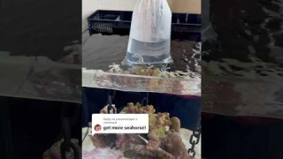 Buying another sea horse 🐴