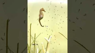 Seahorse Dad Giving Birth ! #aquarium #4k #seahorse #fish #best #like