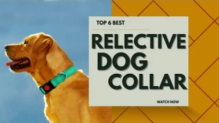 Top 6 Best Reflective Dog Collars in 2023 [Review]