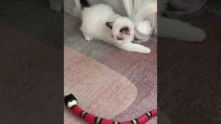 Automatic Cat Toys Eletronic Snake Interactive Toys Smart Sensing Snake Tease Toys For Cats Dogs Pet