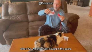 Giociv Interactive Cat Toy Ball Review: Worth the Hype for Active Indoor Cats?