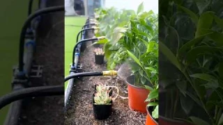 Simple and Best Garden Irrigation System #gardening