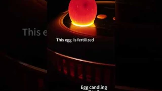 Egg candling on Day 7 with the best egg incubator! Perfect for first-time hatchers  #chicken