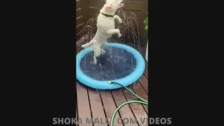 Pet Sprinkler Pad Play Cooling Mat Swimming Pool Inflatable Water Spray Pad Mat Tub Summer Cool Dog