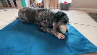 Dog Cooling Mat, Large   Pressure Activated Pet Cooling